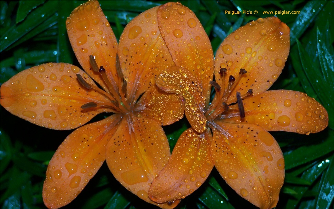 nplants 100_0109dt.jpg